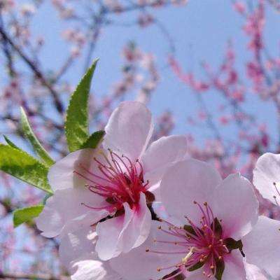 998娱乐彩票安卓APPapp下载